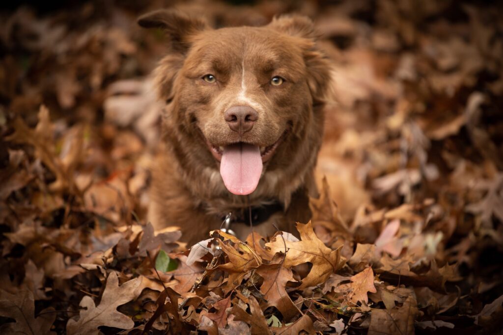 Fall Pet Photography Experience