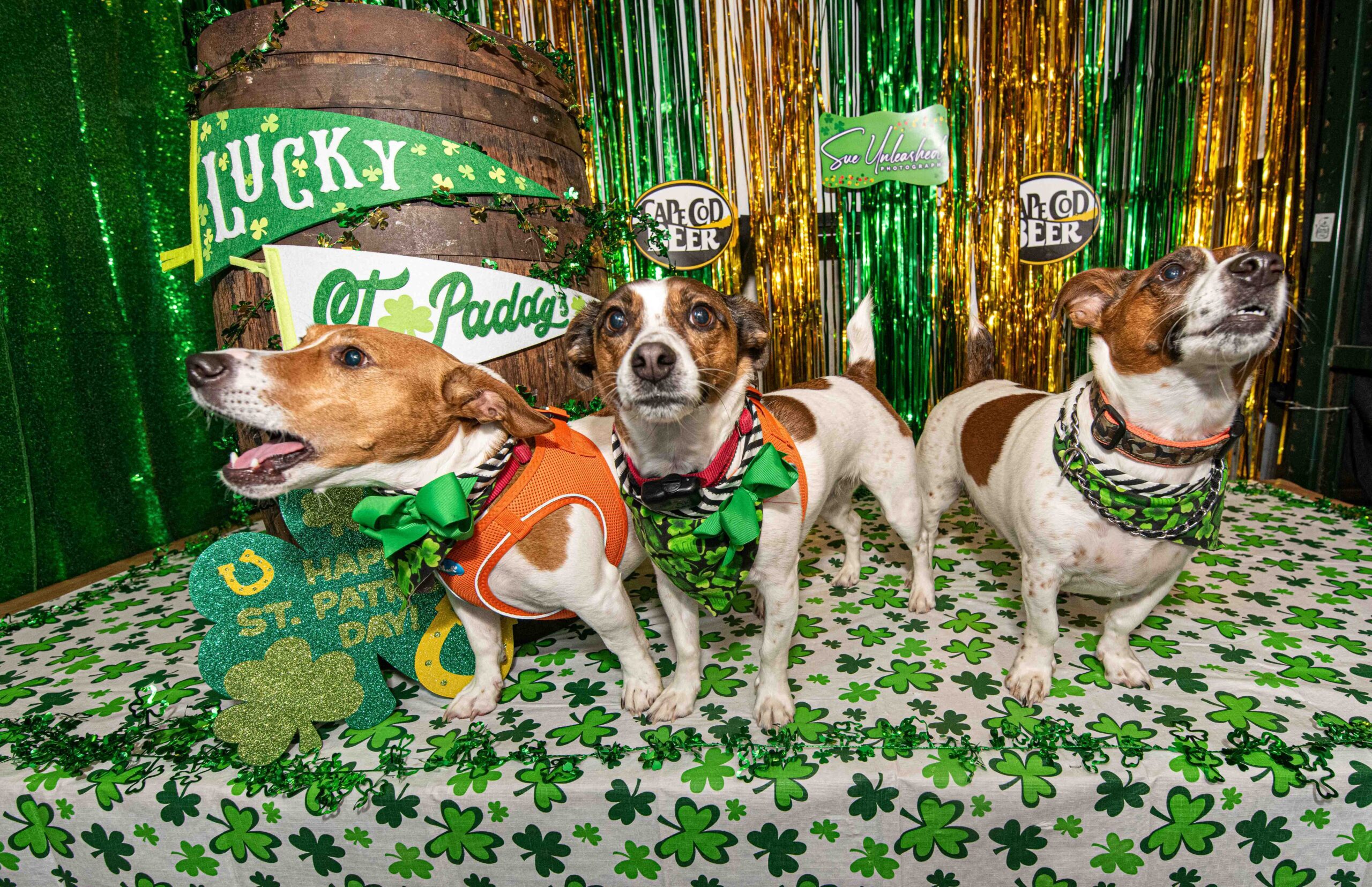 3 Jack Russell Terriors compete for attention in a photo booth at a Cape Cod Beer event.