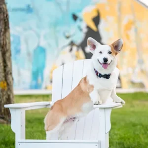 Corgi poses on an Adirondack Chair