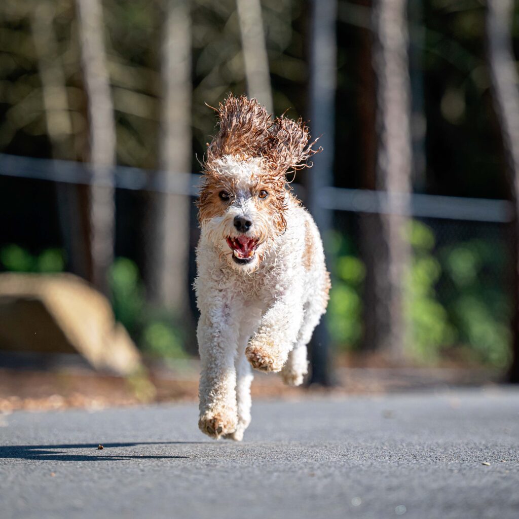 Happy Dog