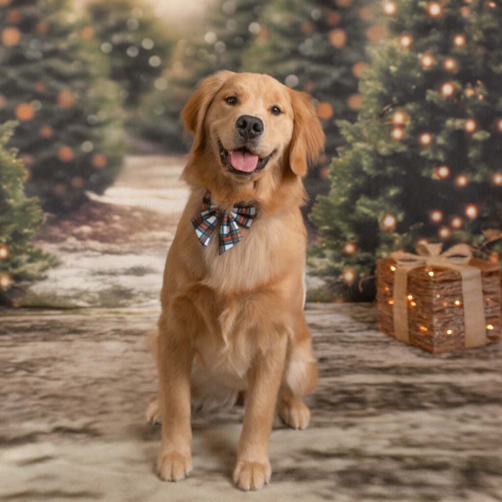Snow's Holiday Event